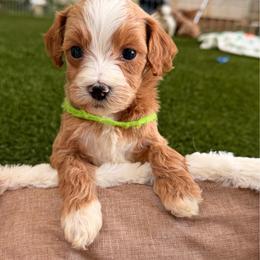 Tilly - Lime - Red  female Goldendoodle puppy in Ruthorfordton, North Carolina from Duncan Doodles Goldendoodles
