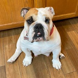 Bulldog All Grown Up from Trevino’s Bulldogs