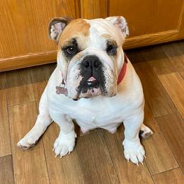 Bulldog All Grown Up from Trevino’s Bulldogs