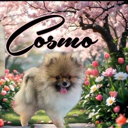 Pomeranian puppies from POMRITA POM’S