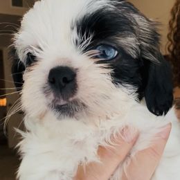 Ice - Blue male Shih Tzu puppy in Fontana, California from Loraine Bailey