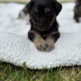 Maltipoo Puppies from Sunshine’s Maltipoo’s