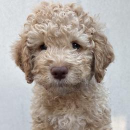 Reserved - Orange male Lagotto Romagnolo puppy in Micanopy, Florida from Fortuna Farms