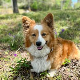 Waffles - Pembroke Welsh Corgi