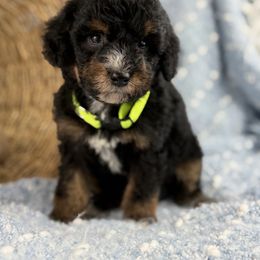 Boy 1 - Phantom male Poodle puppy in Grinnell, Iowa from Rural Iowa Aussies & Doodles