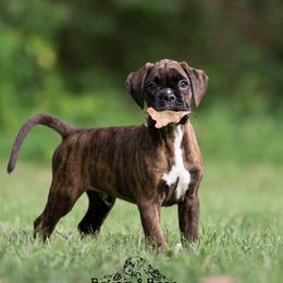 Red - Brindle male Boxer puppy in Catlett, Virginia from Honey and Coal Kennels