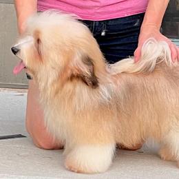 Boomer - Havanese