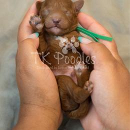 Aruba - Red  male Poodle puppy in Belleville, New Jersey from TK Poodles
