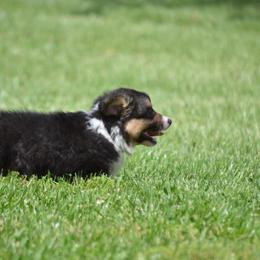 Pembroke Welsh Corgi Puppies from C&G Corgis