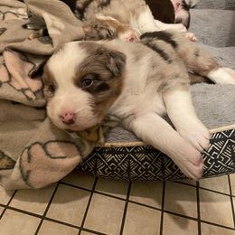 Australian Shepherd Puppies from Spring Creek Pups