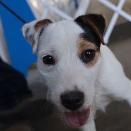 Roo - Jack Russell Terrier
