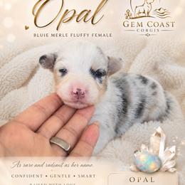 Opal - Blue merle and white female American Corgi puppy in Mariposa, California from Gem Coast Corgis