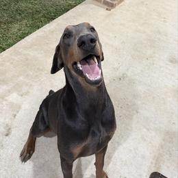 Tank - Doberman Pinscher