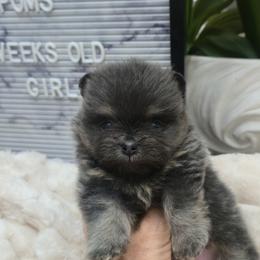 Pomeranian 2 - Blue and tan female Pomeranian puppy in Fort Lauderdale, Florida from El'Cienna Poms