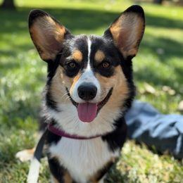 Bandit - Pembroke Welsh Corgi