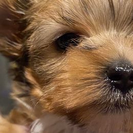 Yorkshire Terriers from Linda's Yorkies