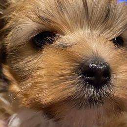 Yorkshire Terriers from Linda's Yorkies