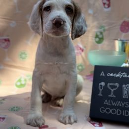 Cosmo - Orange and white male Brittany puppy in Downers Grove, Illinois from Attitude Brittanys