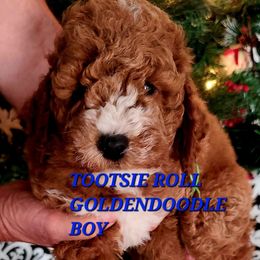 Tootsie Roll - Red  male Poodle puppy in Mansfield Center, Connecticut from Arrfs Poodles