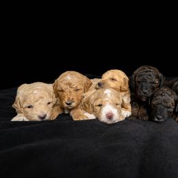 Poodle Puppies from Sarah's Poodles