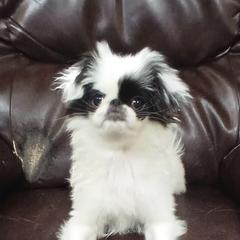 Bess - Black and white female Japanese Chin puppy in Salem, Oregon from Chinnychinchinofsalem