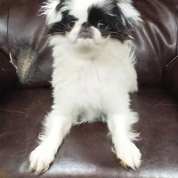 Bess - Black and white female Japanese Chin puppy in Salem, Oregon from Chinnychinchinofsalem