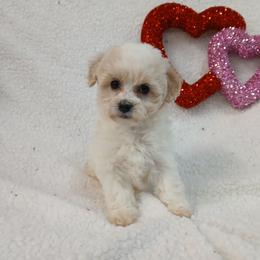 Symphony - White female Havapoo puppy in Blanch, North Carolina from Faithful Hearts Kennel