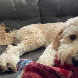 Goldendoodles from Eagles Hammock Goldendoodles