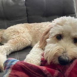 Goldendoodles from Eagles Hammock Goldendoodles
