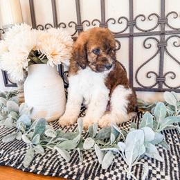 Cherry Red (aka Red) - Brown and white female Saint Berdoodle puppy in Beaver, Utah from Rocky Ridge Ranch