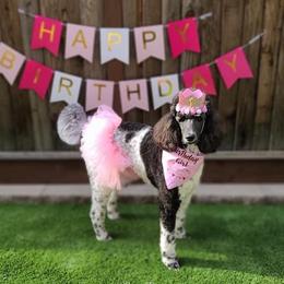 Poodle All Grown Up from Watts Poodles