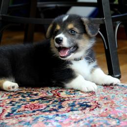 Wall-e - Black and tan male Pembroke Welsh Corgi puppy in Fair Grove, Missouri from Cross D Ranch Corgis