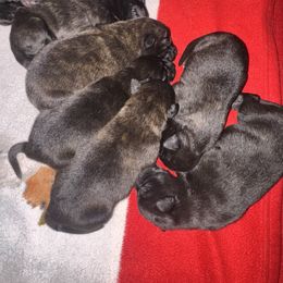 AKC Boy 2 - Gold brindle male Dutch Shepherd puppy in Hastings, Minnesota from Century Hills Farm