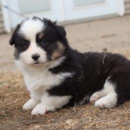 Joey - Black and tan male Pembroke Welsh Corgi puppy in St. Charles, Iowa from Kim Boyle's Pembroke Welsh Corgis