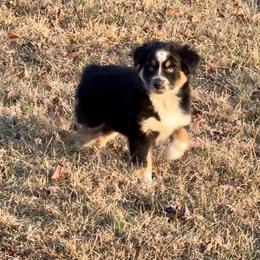 Rosemary - Black tri-color female Australian Shepherd puppy in Beaverdam, Virginia from Cimmarun Farm Aussies