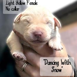 Dancing With Snow - Yellow female Labrador Retriever puppy in Baldwin City, Kansas from Hedge Lane Labradors