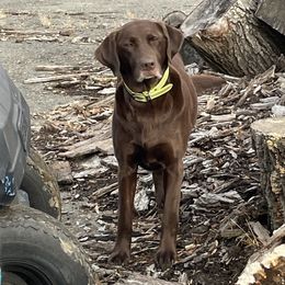 Callie - Labrador Retriever