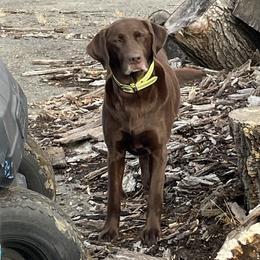 Callie - Labrador Retriever