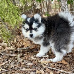 Pomskies from Garden state pomskies