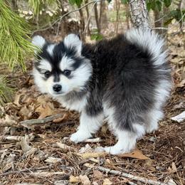 Pomskies from Garden state pomskies