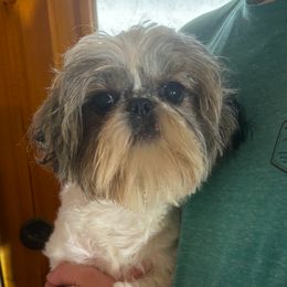 Jack - Shih Tzu