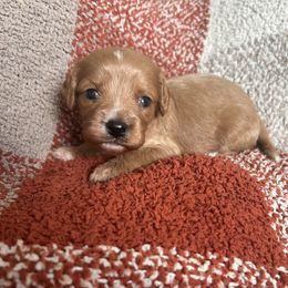 Cavapoo Puppies from Coles Cavapoo’s