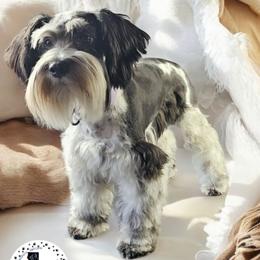 Sa'Vone - Parti female Miniature Schnauzer puppy in Sacramento, California from T & A Cali Schnauzer