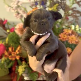 Fluffy blue brindle from OFA'd parents - Blue female French Bulldog puppy in Billings, Montana from Montana Made Frenchies