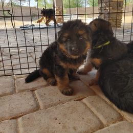 "Blue puppy, K litter" German Shepherd Puppies from Schonwasser Shepherds