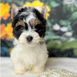 Biewer Terrier and Yorkshire Terrier Puppies from South Georgia Yorkies and Biewers