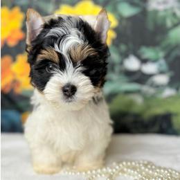 Biewer Terrier and Yorkshire Terrier Puppies from South Georgia Yorkies and Biewers