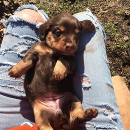 Dachshund Puppies from Hounds by Mishelle