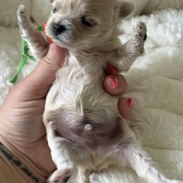 Butter - Apricot male Maltipoo puppy in Fredericktown, Missouri from Doodle Pups Fur-Ever