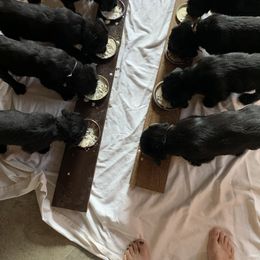 Golden Retriever, Labradoodle, and Labrador Retriever Puppies from Millies Kennel